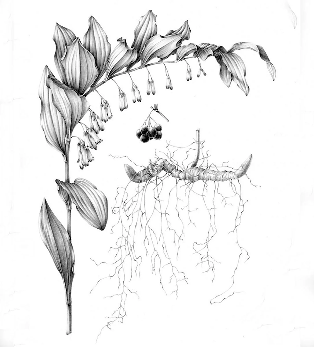 Ботанические зарисовки