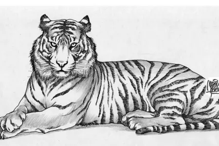 Эскиз Амурского тигра