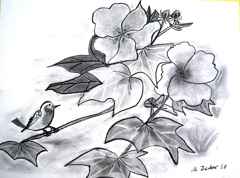 Листья рисунок карандашом цв