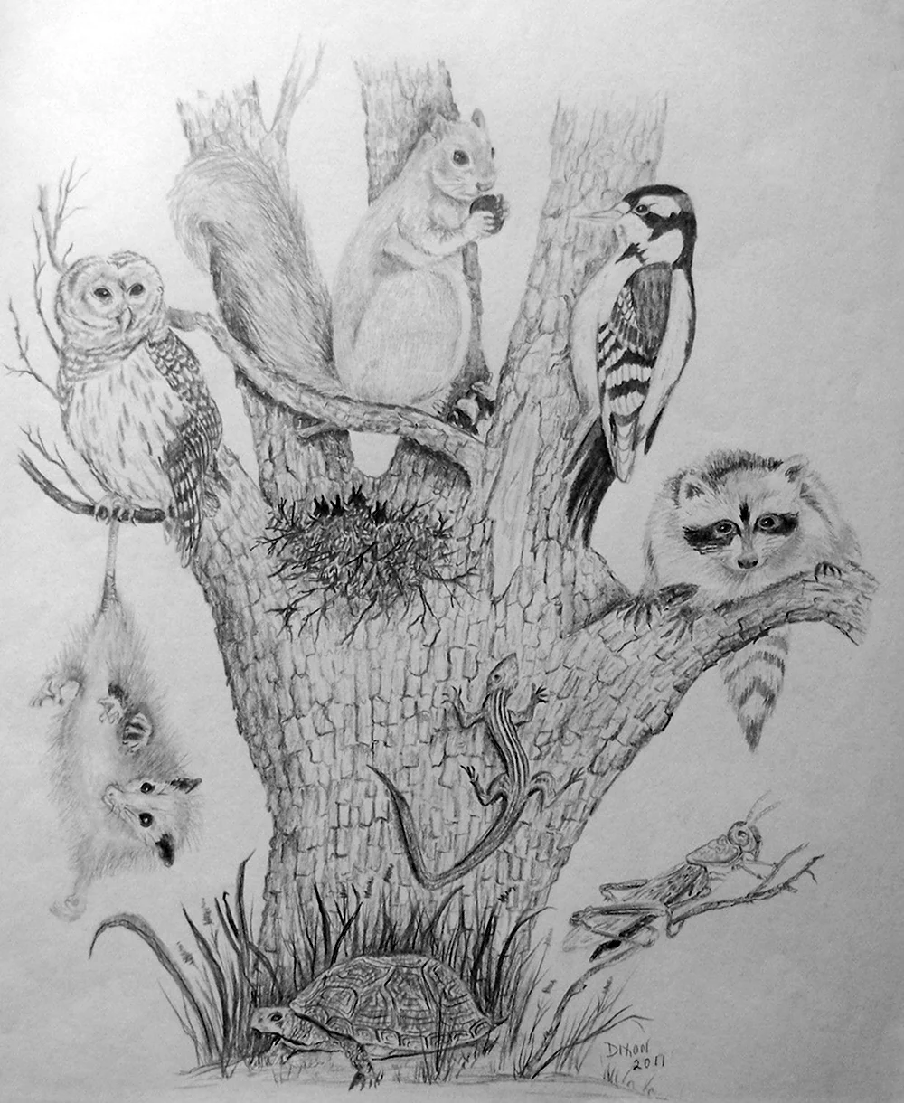 Рисунки карандашом природа и животные