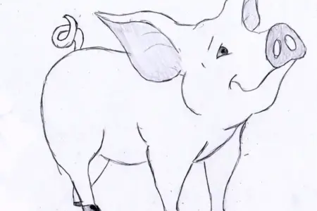 Свинья рисунок карандашом