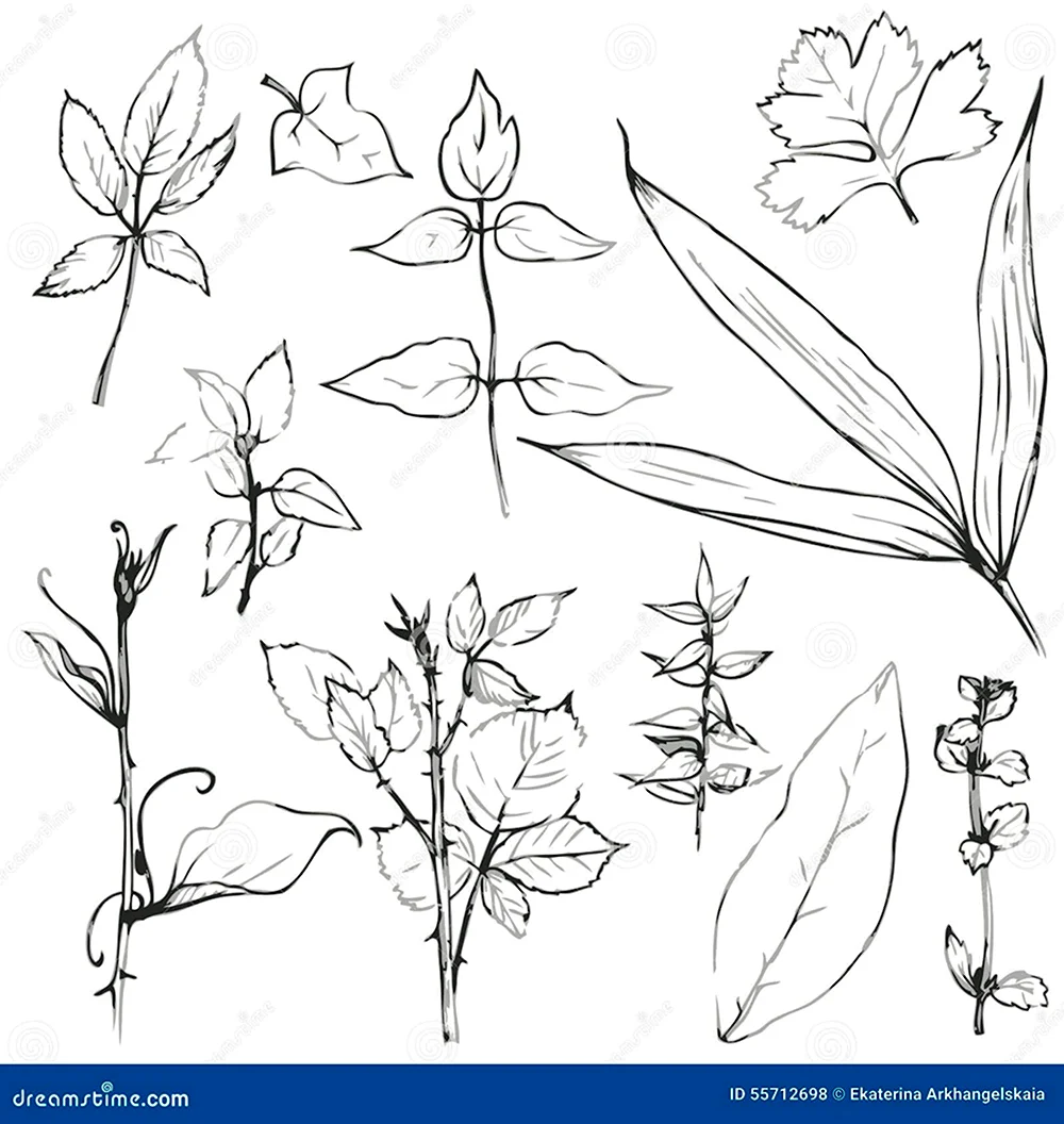 Зарисовки карандашом цветов и листьев