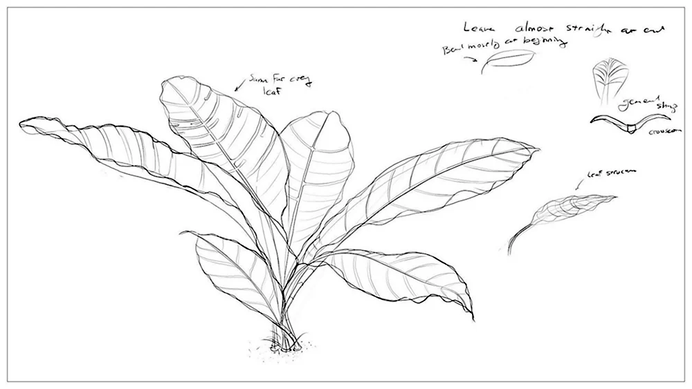 Зарисовки растений карандашом