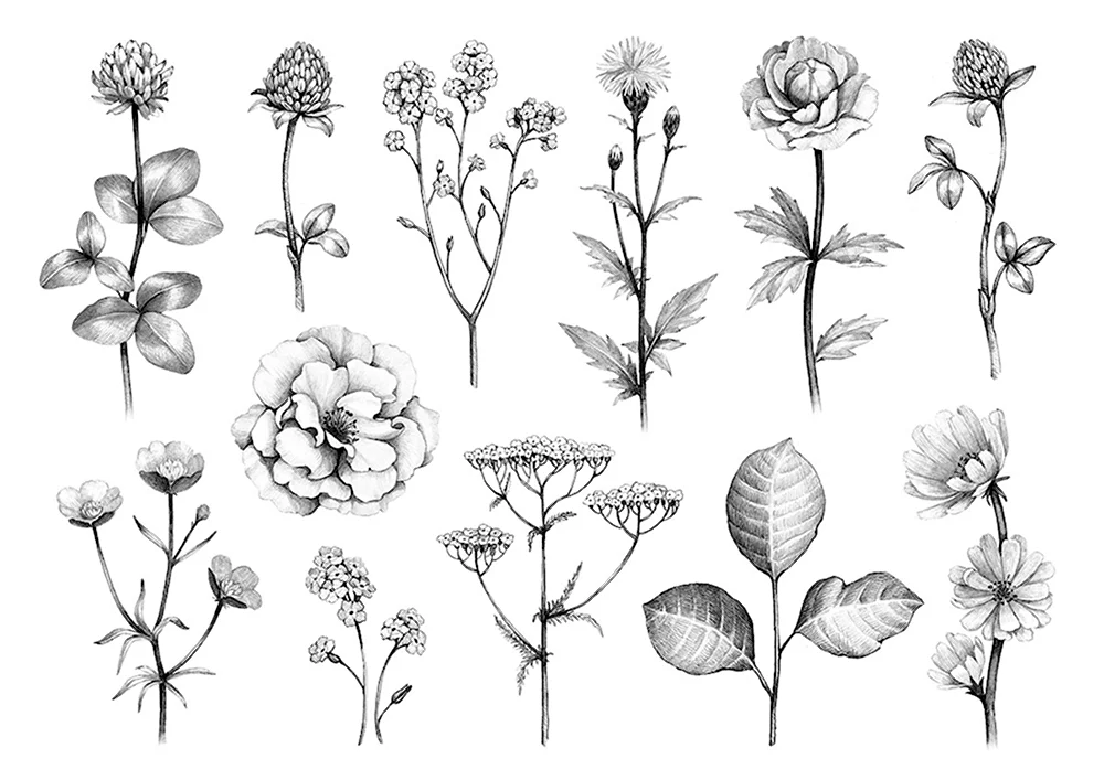 Зарисовки разных по форме цветов и растений
