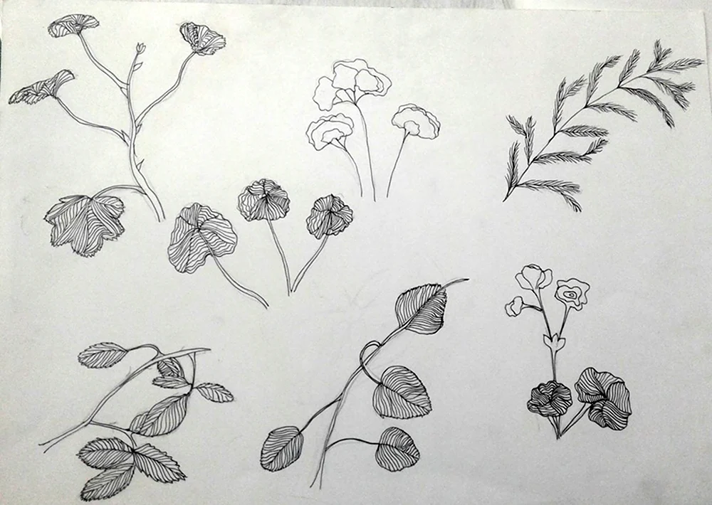 Зарисовки травянистых растений