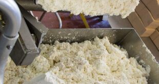 Эндокринолог Павлова перечислила восемь продуктов против болезни Альцгеймера