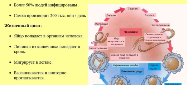 Ascarid &mdash; методы диагностики, лечение и профилактика